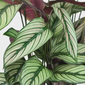 Calathea majestica 'White Star'