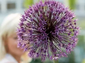 Giant Allium: Universe - 4 Bulbs